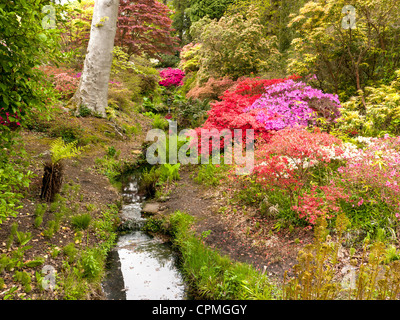 Ein Stream im japanischen Garten mit Azaleen und Rhododendren in Exbury Gardens, Hampshire. UK Stockfoto