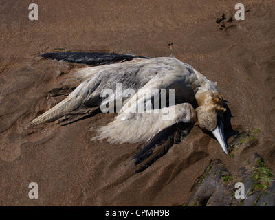 Toten Gannet angespült am Strand, UK Stockfoto