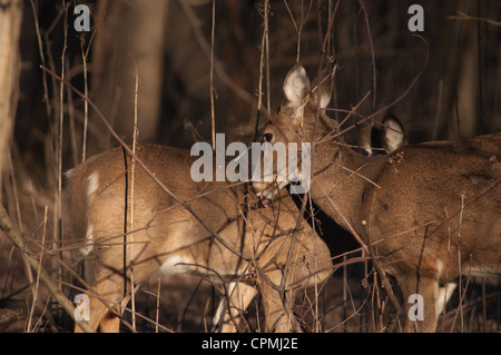 Zwei Whitetail Rotwild im Wald Dickicht der Bäume mit einem Fellpflege leckt die andere Stockfoto