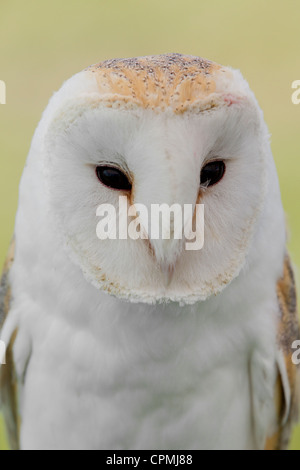 Schleiereule. (Tyto Alba) Bird Of Prey Stockfoto