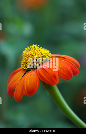 Orange Sonnenhut, Echinacea, Tiefenschärfe, Nahaufnahme Stockfoto