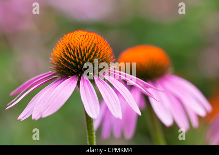 Lila Sonnenhut, Echinacea Purpurea, Nahaufnahme Stockfoto