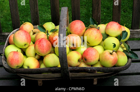 3920. Äpfel, Herbst Garten Ernte, Kent UK Stockfoto