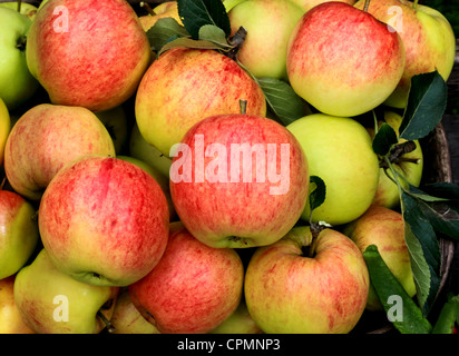 3925. Äpfel, Herbst Garten Ernte, Kent UK Stockfoto