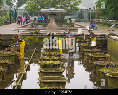 Reinigung von Lily Pools im Brooklyn Botanic Garden Stockfoto