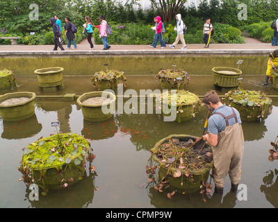 Reinigung von Lily Pools im Brooklyn Botanic Garden Stockfoto