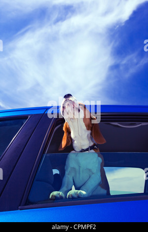 Die süße Beagle reist in das blaue Auto. Stockfoto