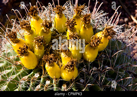 Barrel Cactus bei Desert Botanical Garden, Phoenix, AZ, USA. Stockfoto