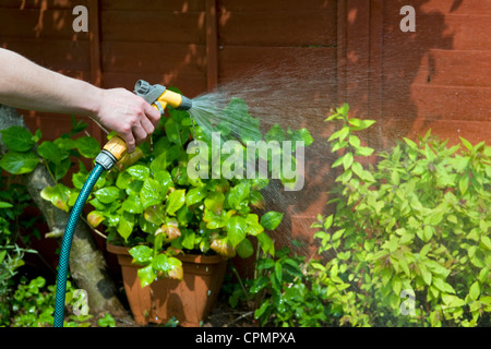 Kulturstraßenprogramm Womans Hand Bewässerung Garten in voller Sonne im Garten in Bristol, Großbritannien Stockfoto