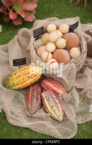Kakaofrüchte (Theobroma Cacao), Mammee Apple (Mammea Americana) und Mamey Sapote (Pouteria Sapote) Chelsea Flower Show, London, Großbritannien Stockfoto