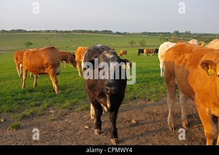 Jersey und schwarz & weiße Kühe in einem Feld in die Kamera schaut Stockfoto