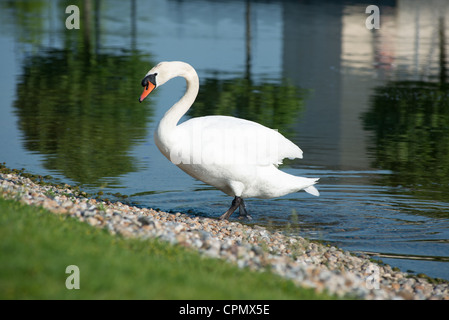 Höckerschwan im Morgenlicht. Cambourne, Cambridgeshire, England. Stockfoto