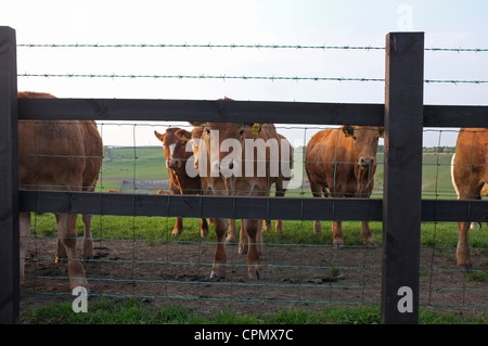 Jersey Kühe hinter einer hölzernen & Drahtzaun Stockfoto