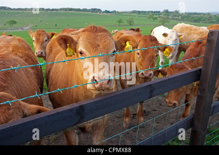 Jersey Kühe hinter einer hölzernen & Drahtzaun Stockfoto