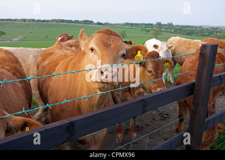 Jersey Kühe hinter einer hölzernen & Drahtzaun Stockfoto