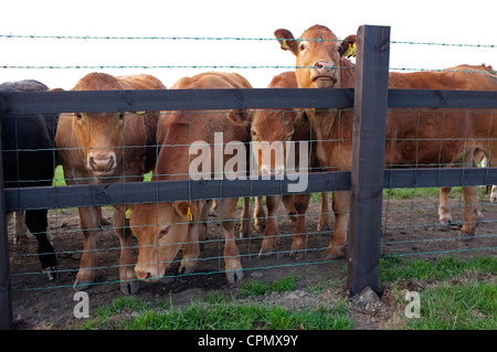 Jersey Kühe hinter einer hölzernen & Drahtzaun Stockfoto