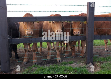 Jersey Kühe hinter einer hölzernen & Drahtzaun Stockfoto