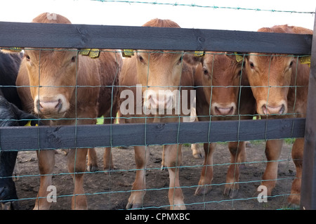 Jersey Kühe hinter einer hölzernen & Drahtzaun Stockfoto