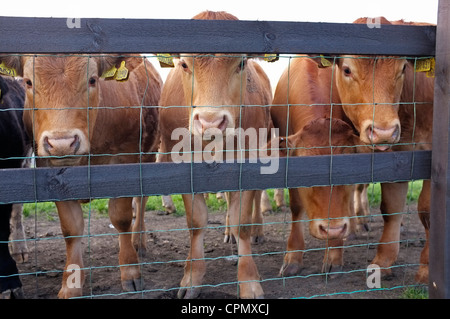 Jersey Kühe hinter einer hölzernen & Drahtzaun Stockfoto