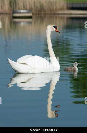 Stummschalten Sie mit Cygnets Schwäne im Morgenlicht. Nächsten, Cambridgeshire, England. Stockfoto