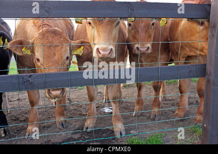 Jersey Kühe hinter einer hölzernen & Drahtzaun Stockfoto