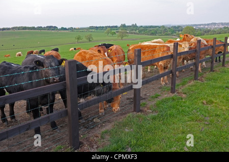 Jersey Kühe hinter einer hölzernen & Drahtzaun Stockfoto