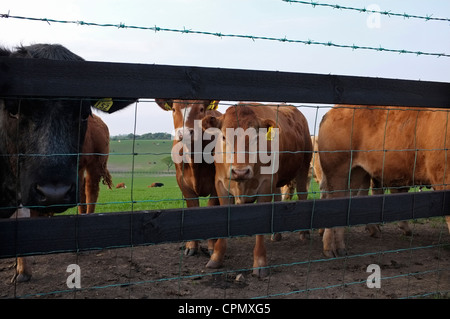 Jersey Kühe hinter einer hölzernen & Drahtzaun Stockfoto