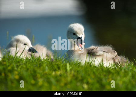 Stummschalten Sie mit Cygnets Schwäne im Morgenlicht. Nächsten, Cambridgeshire, England. Stockfoto