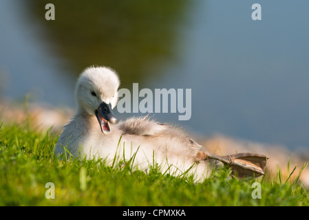 Stummschalten Sie mit Cygnets Schwäne im Morgenlicht. Nächsten, Cambridgeshire, England. Stockfoto