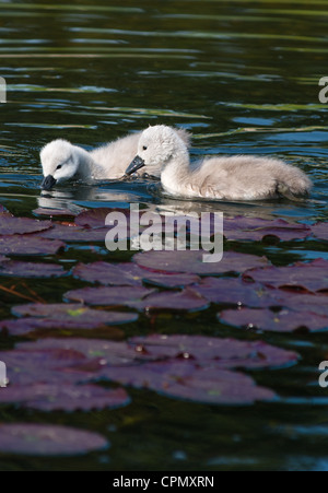 Baby Swans nur 4 Tage alt unter Lily Pads, in Cambourne, Cambridgeshire gesehen. UK. Stockfoto
