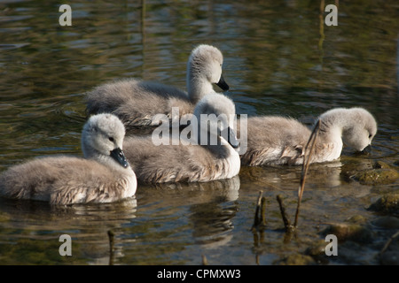 Baby Schwäne nur 4 Tage alt, im nächsten, Cambridgeshire gesehen. VEREINIGTES KÖNIGREICH. Stockfoto