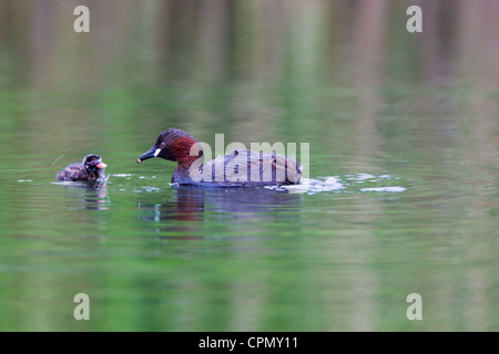 Wenig Grebe (Tachybaptus Ruficollis) Fütterung Küken, London, UK, Frühling Stockfoto