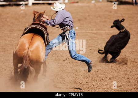 Ein Konkurrent in den Riegel nach unten Abseilen Wettbewerb lassos eine Kalb am 90. jährliche Black Hills Roundup Rodeo in Belle Fourche, SD. Stockfoto