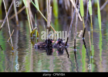 Wenig Grebe (Tachybaptus Ruficollis) Küken, London, UK, Frühling Stockfoto