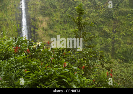 Elk284-2723 Hawaii verliebt Hallo, Akaka wilder Ingwer rote Blumen Stockfoto