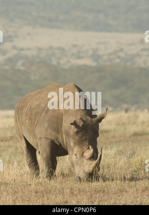 Breitmaulnashorn in Ebenen Weiden Stockfoto