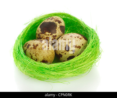 Nest mit Wachteleiern auf weißem Hintergrund Stockfoto