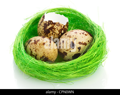 Nest mit Wachteleiern auf weißem Hintergrund Stockfoto