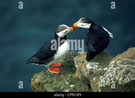 Zwei gehörnte Papageientaucher touch Schnäbel in einem nistplatz auf den Klippen von St. Paul Insel im Bering Meer vor der Küste von Alaska, USA. Stockfoto