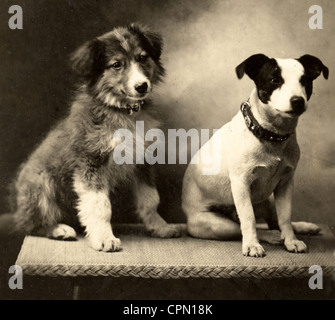 Zwei Welpen Ted & Trix auf Tischplatte Stockfoto