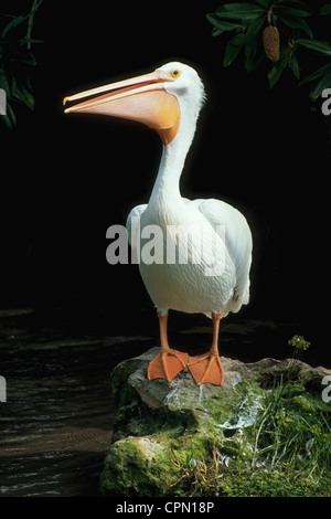 Eine amerikanische weiße Pelikan im schneeweißen Gefieder mit gelb-Orange Schnabel und Füße macht ein hübscher Vogel-Portrait in Florida, USA. Stockfoto