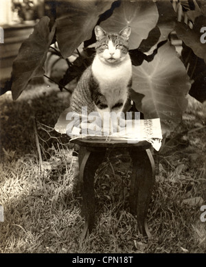 Katze auf Freilandanlage Stand mit Elefantenohren hocken Stockfoto