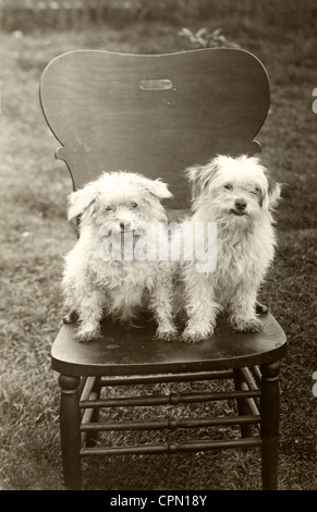 Prinz & Trixie sitzt auf einem Stuhl im freien Stockfoto