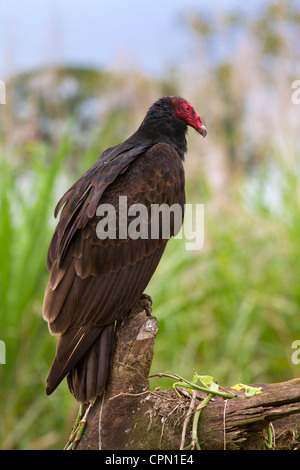 Truthahngeier (Cathartes Aura) sitzt auf einer Weide, Costa Rica Stockfoto