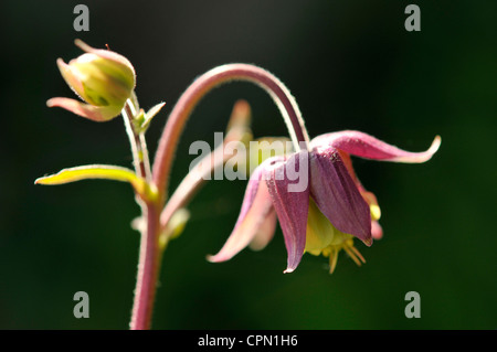 Akeleien winterharte mehrjährige Garten Blume Stockfoto