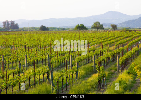 Weinberge schnüren die Landschaft von Sonoma Grafschaft, in der Nähe von Healdsburg, Kalifornien, USA. Stockfoto