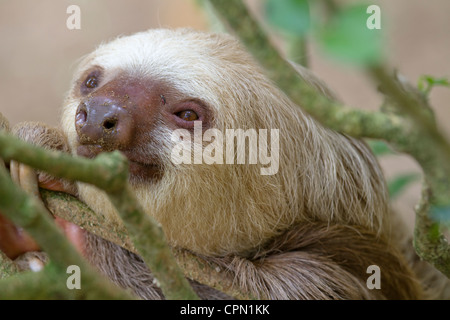 Porträt von zwei-toed Sloth Stockfoto