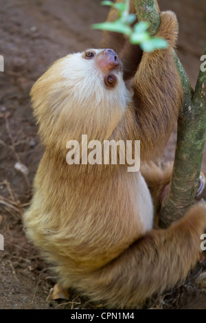 Zwei-toed sloth Hängen an einem Baum Stockfoto