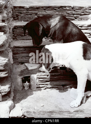 Zwei Hunde beäugte Katze in Cubby Bohrung im Mauerwerk Stockfoto