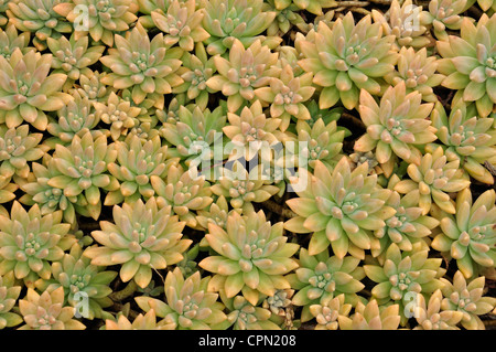 Flora auf der Alii Kula Lavender Farm im Upcountry Maui, Hawaii Stockfoto